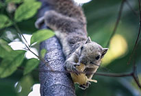 【免安装】便捷的ddos工具下载