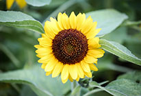 DDOS在线压力测试